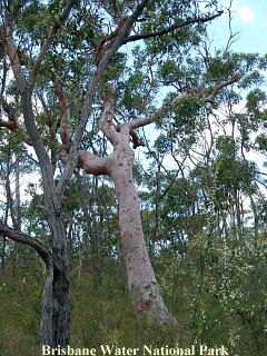 Brisbane Water National Park