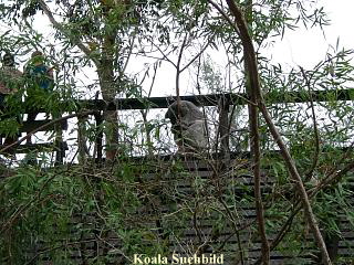 Koala Suchbild