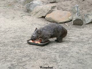 Wombat